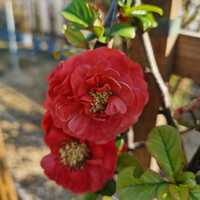 Chaenomeles speciosa Orange Storm