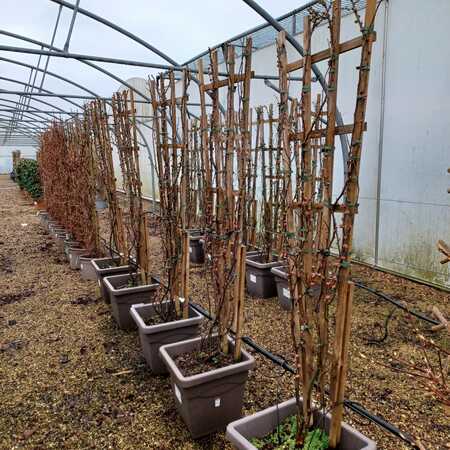 Chaenomeles speciosa Pink Storm