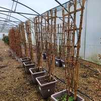 Chaenomeles speciosa Pink Storm