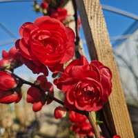 Chaenomeles speciosa Pink Storm