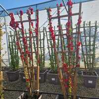 Chaenomeles speciosa Pink Storm - image 2