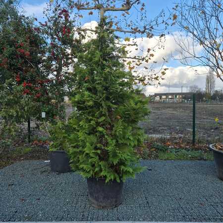 Chamaecyparis law. Stardust