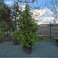 Chamaecyparis law. Stardust