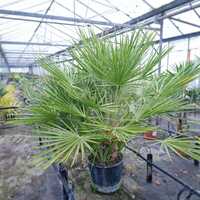 Chamaerops humilis