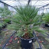 Chamaerops humilis  Order online @ Tendercare