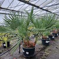 Chamaerops humilis