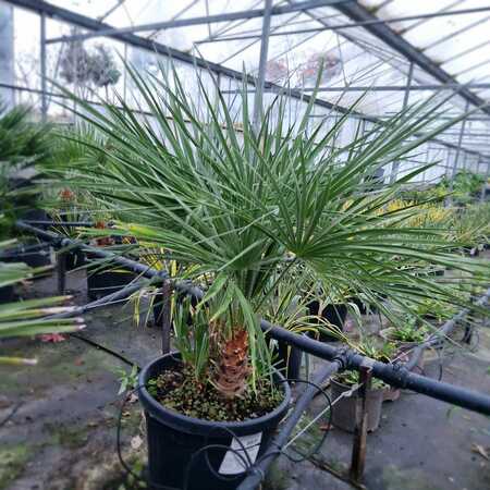 Chamaerops humilis