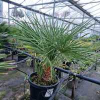 Chamaerops humilis