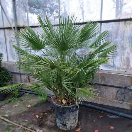 Chamaerops humilis