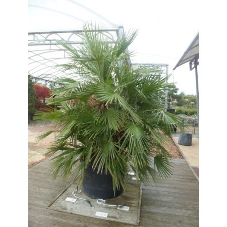 Chamaerops humilis | Order online @ Tendercare