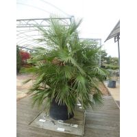 Chamaerops humilis | Order online @ Tendercare