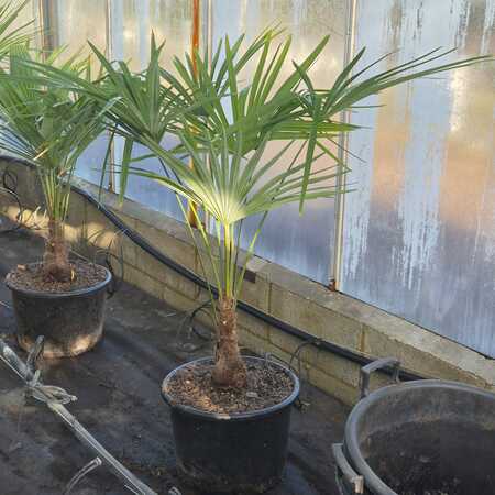 Chamaerops humilis