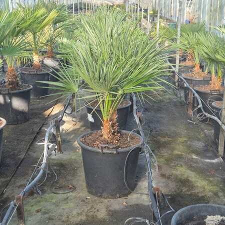 Chamaerops humilis