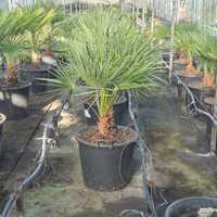 Chamaerops humilis