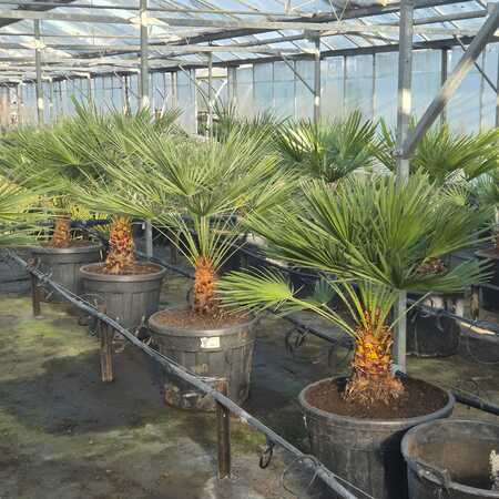 Chamaerops humilis