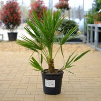 Chamaerops humilis