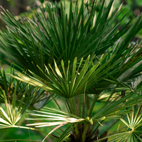 Chamaerops humilis | Order online @ Tendercare