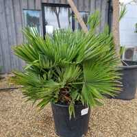 Chamaerops humilis Vulcano