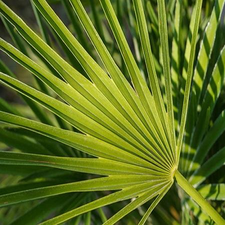 Chamaerops humilis Vulcano