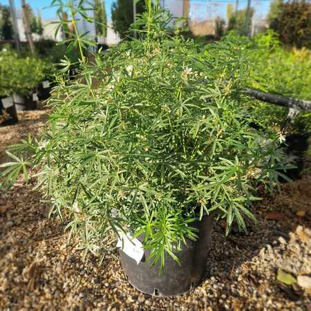 Choisya x dew. White Dazzler