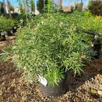 Choisya x dew. White Dazzler