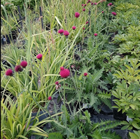Cirsium riv. atropurpureum