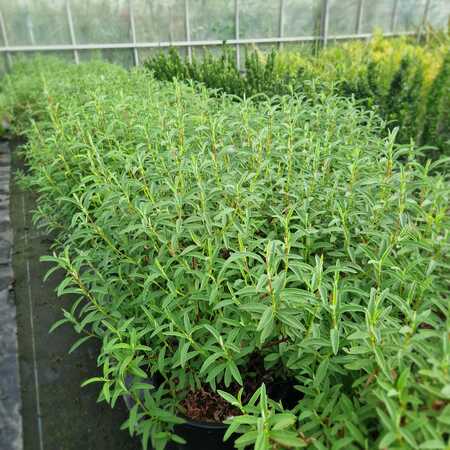 Cistus x purpureus Alan Fradd