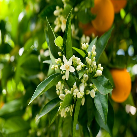 Citrus Clementina