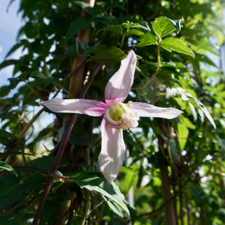 Clematis alpina Pink Flamingo