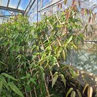 Clematis arm. Hendersonii Rubra