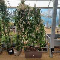 Clematis arm. Little White Charm - image 1