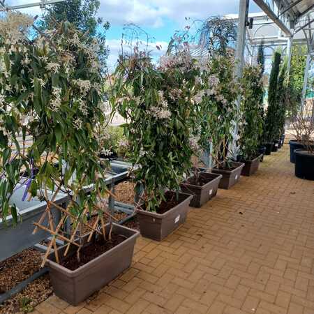Clematis arm. Little White Charm - image 2