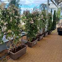 Clematis arm. Little White Charm - image 2