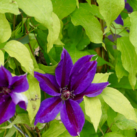 Clematis Etoile Violette - image 2