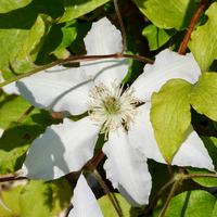 Clematis Gladys Picard