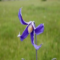 Clematis integrifolia