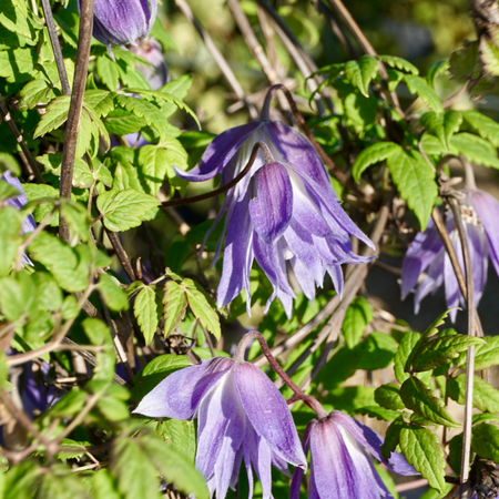 Clematis macropetala Wesselton - image 2