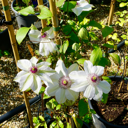 Clematis Madame le Coultre