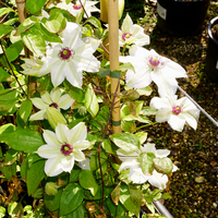 Clematis Miss Bateman