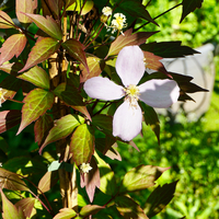 Clematis mon. rub. Pink Perfection