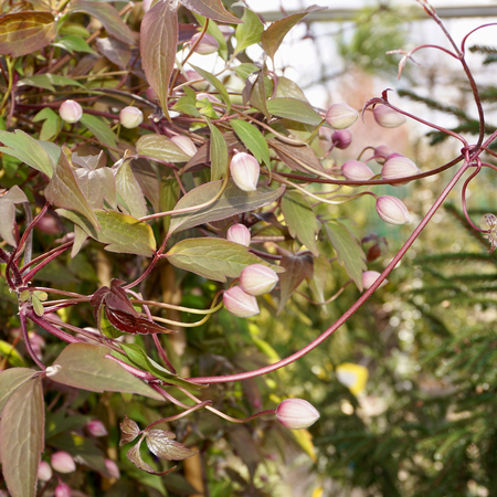 Clematis montana rubens - image 2