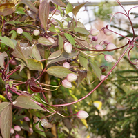 Clematis montana rubens - image 2