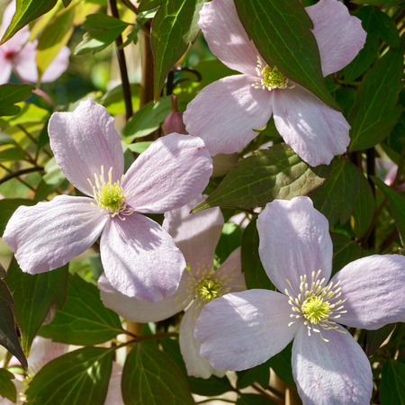 Clematis montana rubens - image 1