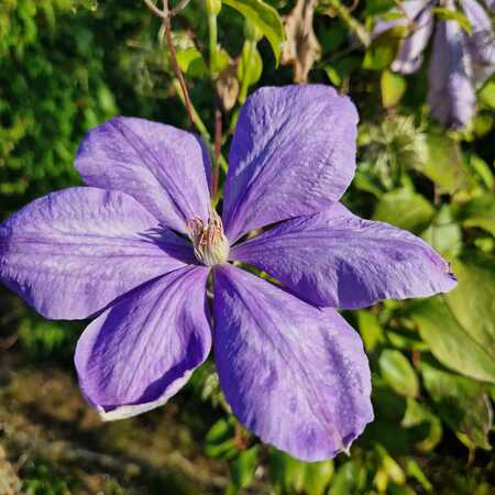 Clematis Mrs Cholmondeley