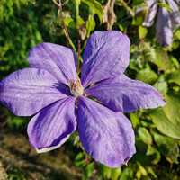Clematis Mrs Cholmondeley