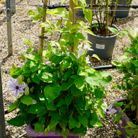 Clematis Mrs George Jackman - image 1