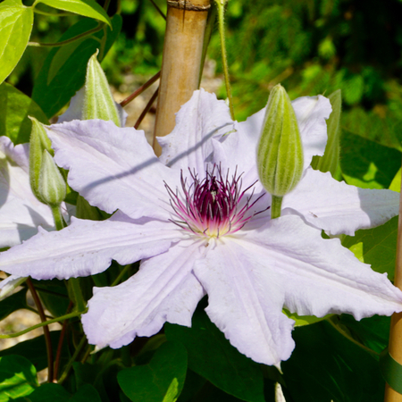 Clematis Mrs George Jackman - image 2