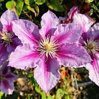 Clematis Piilu