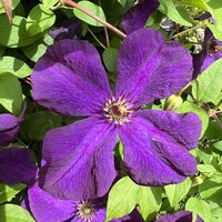 Clematis Polish Spirit