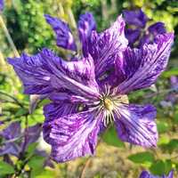 Clematis Tie Dye